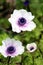 White and purple anemones