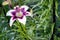 White and purple Asiatic Lily blossom in garden