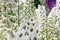 White and purple Asiatic Lily blossom in gardenwhite Delphinium flower bush in garden