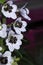 White and purple Asiatic Lily blossom in gardenwhite Delphinium flower bush in garden