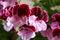 White and purple blooming geraniums.Geranium Grandiflorum, Regal Geranium