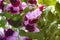 White and purple blooming geraniums.Geranium Grandiflorum, Regal Geranium