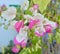 White and purple bougainvillea flowers, begonias