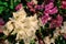White and purple bougainvillea flowers and green leaves