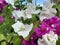 White Purple Bougenville flowers