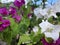 White Purple Bougenville flowers