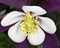 White and Purple Columbine Flower