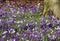 White and purple crocuses in March sunlight