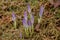 White and purple crocuses poke through the grass in a pring rain