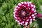 White and Purple Dahlia flower autumn queen blossom