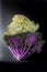 White and purple decorative kale with dark background