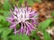 White and purple flower Centaurea