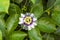 White with purple flower Passiflora edulis. Passion flower