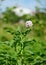 White purple flowers of potato plant. Potato flowers blooming in the garden