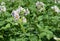 White purple flowers of potato plants. Potato flowers bloom