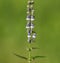 White purple flowers of Showy Skullcap. Scutellaria serrata