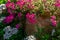 White and purple flowers in a terracotta pot with green leaves