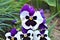 White-purple garden pansy flower
