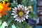 White and Purple Gazania Flower