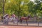 White and Purple Horse-drawn Carriage In Central Park