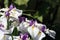 White-purple iris flowers