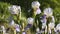 White and purple iris flowers