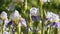 White and purple iris flowers