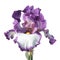 White-purple iris isolated on white background