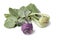 White and purple kohlrabi