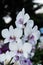 White and purple orchid