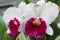 White and Purple Orchid Laelia