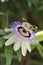 White and purple passionvine flower