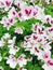 White with purple pelargonium geranium flowers