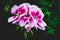 White and purple pelargonium on a green background