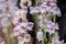 White and Purple Penstemon Blossoms