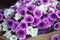 White and purple petunia flowers