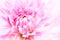 White and purple pink colourful dahlia flower macro photo with fresh blossoming flower head details floral background