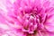 White and purple pink colourful dahlia flower macro photo with intense vivid colors with beautiful fresh blossoming flower