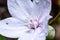 White-purple platycodon flower after summer rain with drops on petals, macro