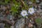 White and Purple Polka dot Star Wildflowers
