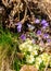 White and purple primrose. Primula Vulgaris in bloom. Italian wild forest nature.