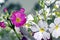 White and Purple Primula