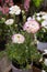 White and purple-rimmed persian buttercup flowers or Ranunculus asiaticus, close-up.