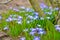 White and Purple Scilla Flowers Growing Wildly in a Field