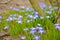 White and Purple Scilla Flowers Growing Wildly in a Field