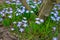 White and Purple Scilla Flowers Growing Wildly in a Field