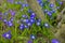 White and Purple Scilla Flowers Growing Wildly in a Field