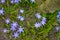 White and Purple Scilla Flowers Growing Wildly in a Field