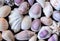 White purple sea shells background. Small shells closeup. Sea shell banner template.