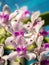 White with Purple Spots Elephant Orchid Flowers Blooming
